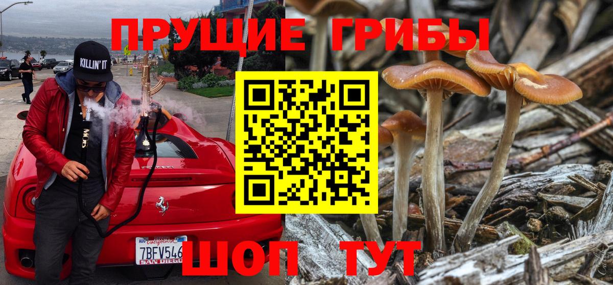 Галлюциногенные грибы Psilocybe Гусиноозёрск